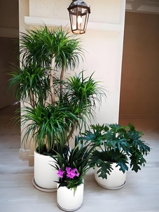 快来瞧！宁波前湾绿化修剪，服务堪称一绝！